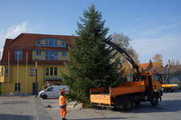 Bild vergrern: Aufstellen des Weihnachtsbaumes auf dem Marktplatz                               