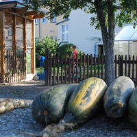 Bild vergrößern: Schulgarten-Ernte