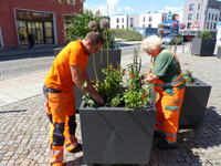 Bild vergrößern: Bepflanzung der Pflanzkübel auf dem Marktplatz durch den Bauhof Heidenau