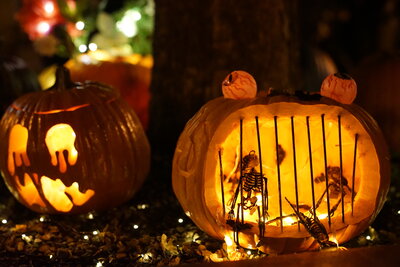 Bild vergrößern: Kürbisszenario 2025                               