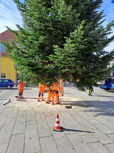 Bild vergrößern: Aufstellen des Weihnachtsbaumes auf dem Marktplatz