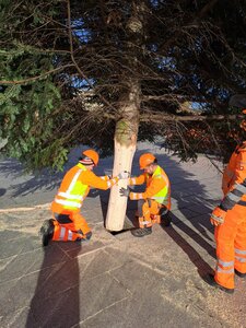 Bild vergrößern: Aufstellen des Weihnachtsbaumes