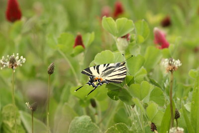 Bild vergr&ouml;&szlig;ern: Segelfalter