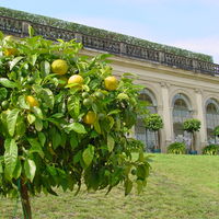 Bild vergrößern: Bitterorangen vor der unteren Orangerie